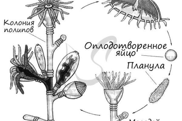 Зайти на кракен без тора