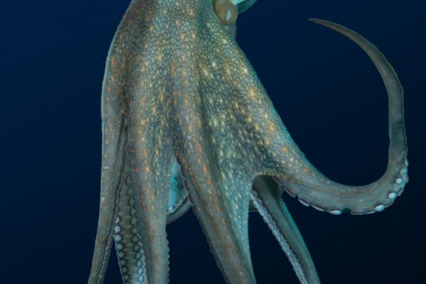 Kraken com зеркало